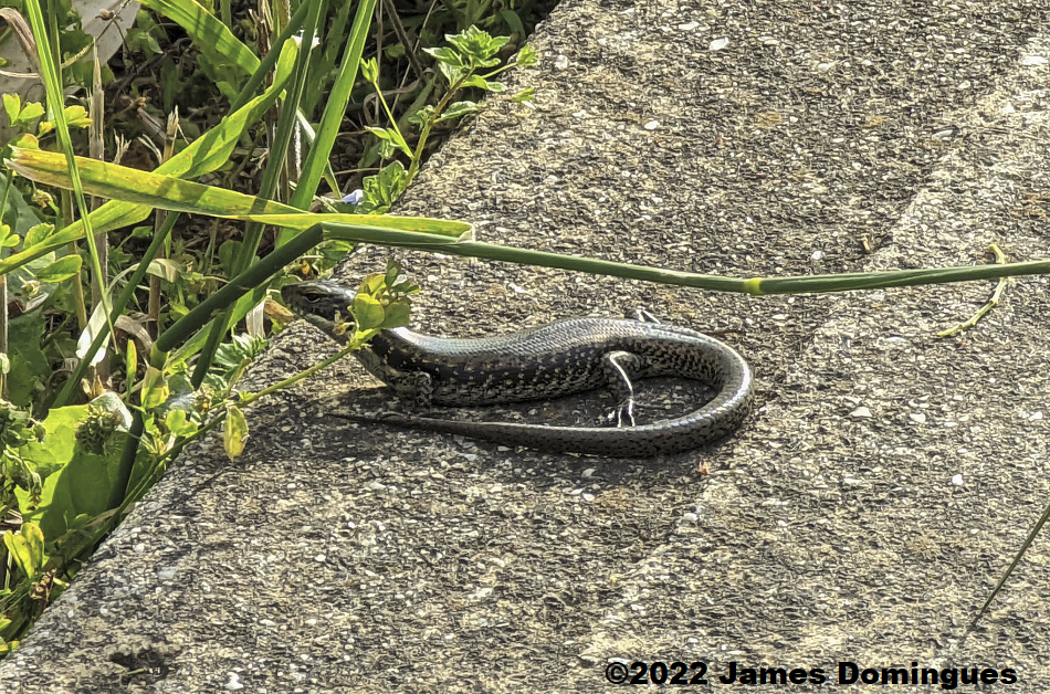 Southern Water Skink (Eulamprus tympanum tympanum) photographed at Merri Creek, near Melbourne, Victoria) NSW